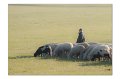 Tiere A 04
